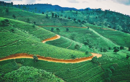 Travel insurance now a must when visiting Sri Lanka