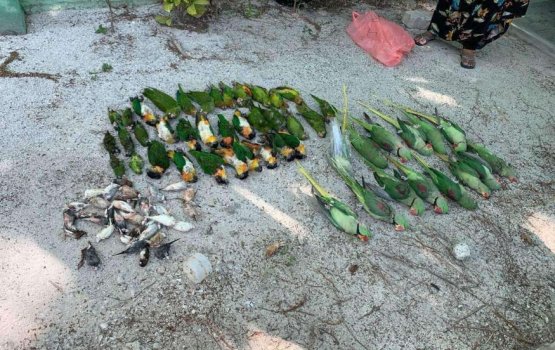 Birds put down as there was no other option: Fisheries