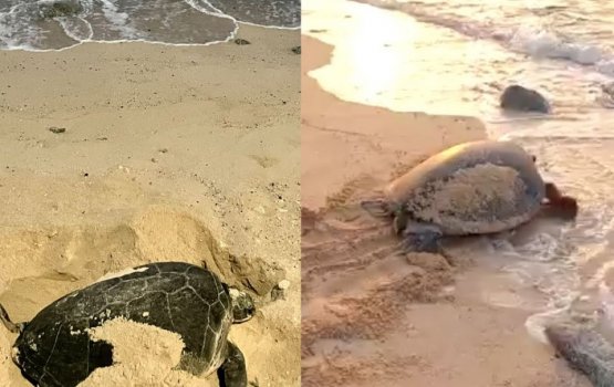 Rare sighting of a sea turtle in Male'