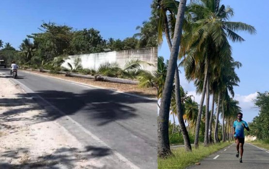 Anger as Addu Council cuts down 'iconic' palm trees on link road