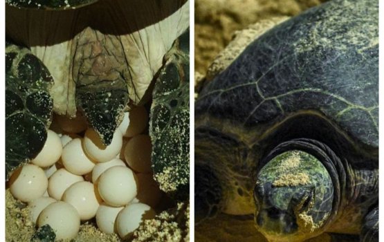 Turtle nest near Sinamale' bridge moved to Four Seasons Resort