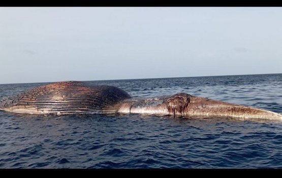 Huge Whale carcass found drifting in Vaavu Atoll