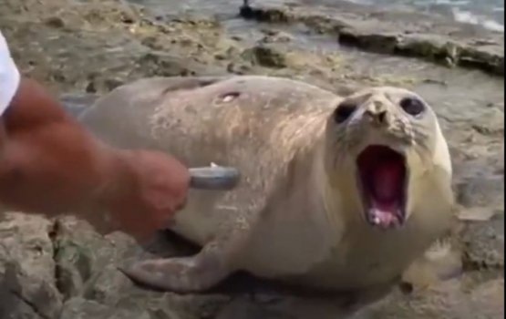 Seal found in Addu not dangerous, don't harm it: EPA