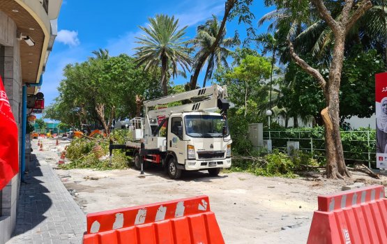 Trees Removal: Civil suit proceedings set to begin tomorrow