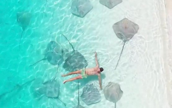 EPA issues a stark warning against feeding stingrays