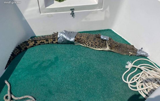 MNDF catches a 6 ft Croc near Hoarafushi