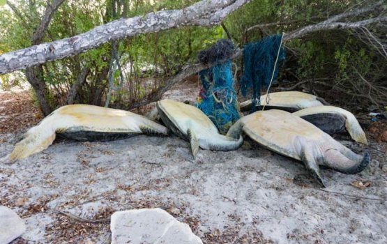 Indivduals caught with turtle carcasses released 