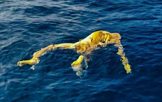 Police takes samples & buries dead body found at sea 