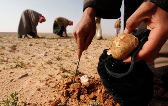 Bimu adiah gondilaa truffle nagan ulhenikoh Syria gai 53 meehaku maraalaifi