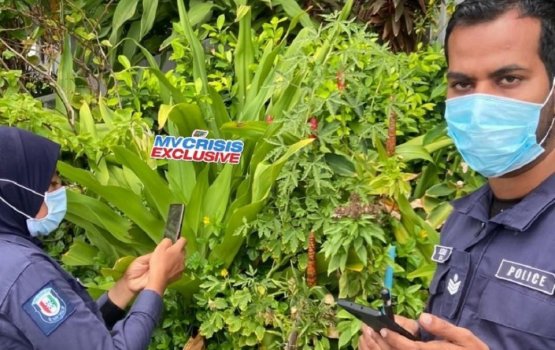 Man arrested for allegedly growing a cannabis plant