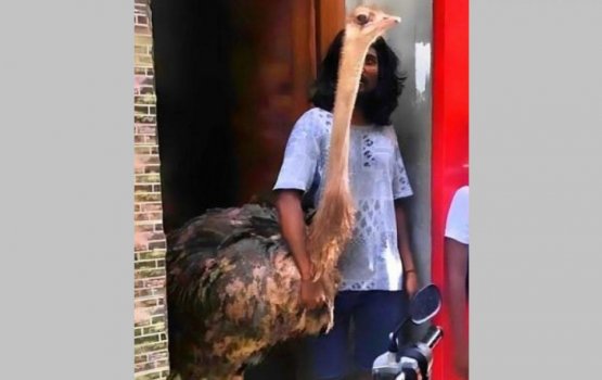 An ostrich as a pet in Male', authorities probe