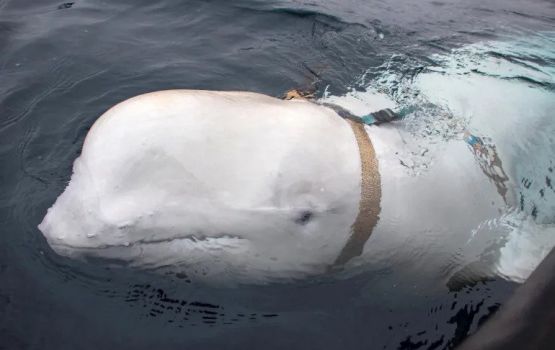 Russia ge spy whale Norway huraskoh Sweden ah, gaumuthakah faaralanee!