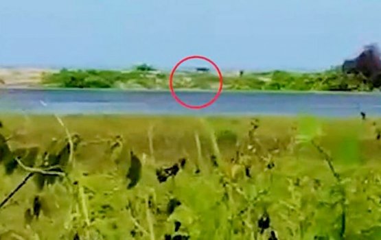 Unknown Maafaru creature identified is a cat: MNDF