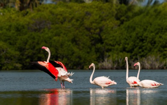 Colourful flamingos touch down in Kulhudhufushi once again