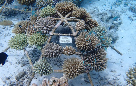 Guardians of the reef: Protecting the coral reefs of the Maldives