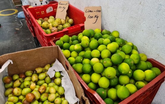 STO start selling lemons at MVR 50 per kg