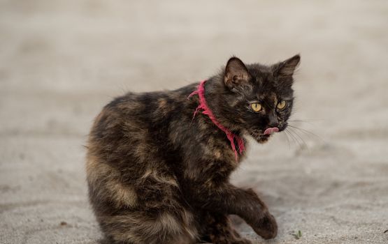Janavaarunnah ihaanethi koh hithaa nama Qaanoonugai vaa adhabu dheyne kamah Agriculture ministry in bunefi