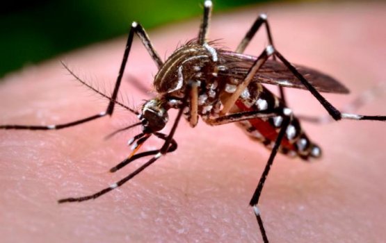 Dengue & Chikungunya spreading rapidly 