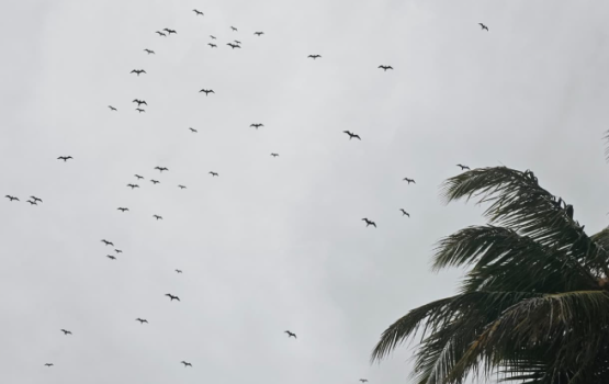 Mi dhuvas varu Fuvahmula City ah bodu eidheh, ehmmn fulhangi negumugai avidhi nethi!