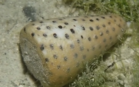 Venomous Cone Snails spotted at Rasfannu Beach