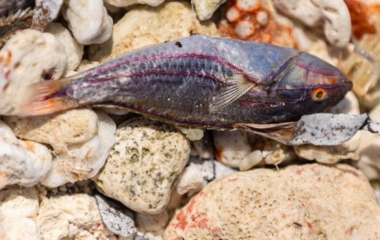 Authorities probe Hithadhoo chlorine dumping