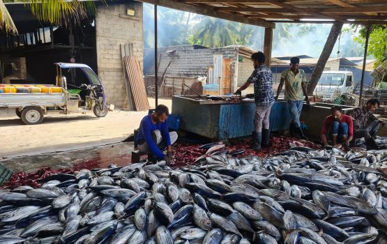 Mifco in mas ganna agu 20 rufiya ah miadhu bodu kohffi