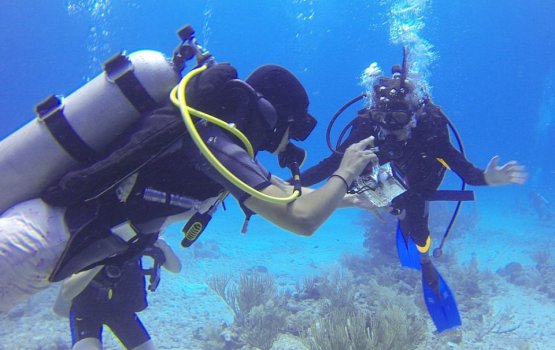 Diver loses arm after being hit by a launch