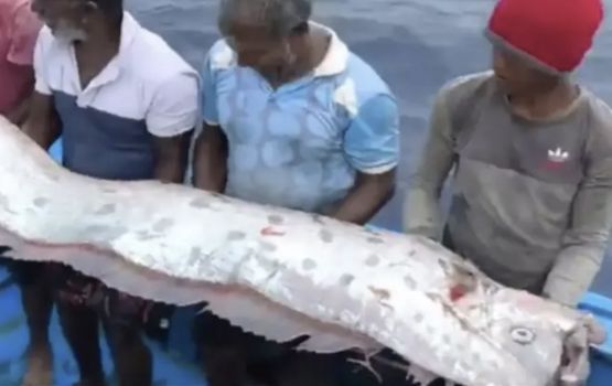 Miothee e mas araafai, kaarisaage inzaaru dhey maheh kamah buney!