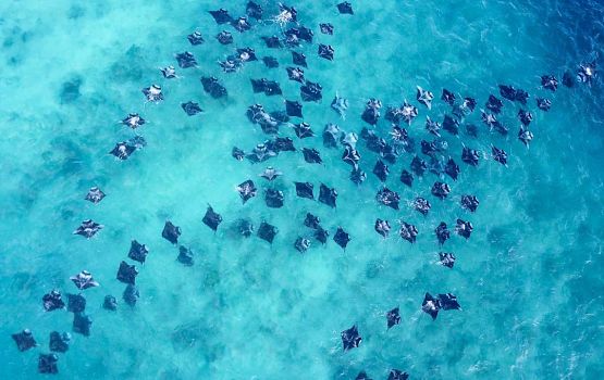 Falhu konumuge mashroo aa medhu kanboduvun faalhukurahvai Nasheed govaalevvee Hanifaru falhu himaayaih kurumah