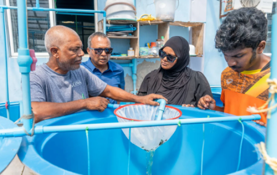 Moodhu koshi finance koh dhinumah maricultural scheme thaarafu koffi