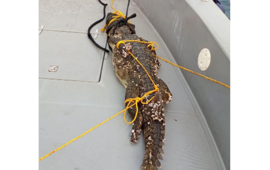 K.Guradhoo kairin fenunu Kinboo, rajjey ge sarahah dhun beyrah dhookollan massaikah kuranee