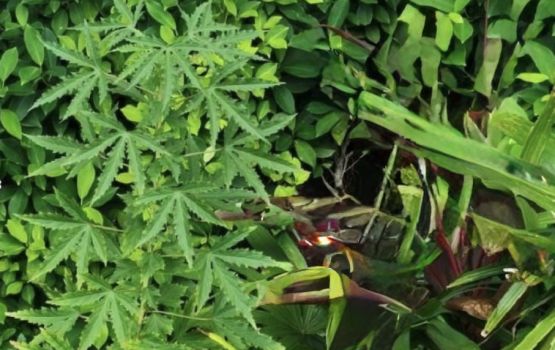 Cannabis gas hahdhaa, masthuvaathakethi gengulhunu meehaku 100 aharah jalah laifi 