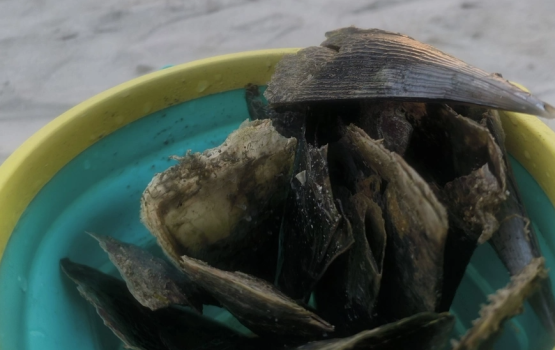 Rasfannu moodhugai thoonu ithaathakeh, Samaaluvey!