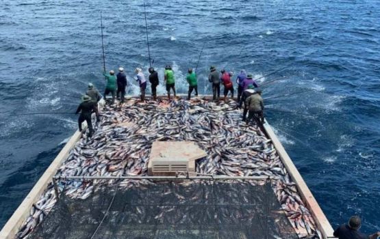 15 kilo ah vure ginavaanama, bodu kanneli ganna agu 25 rf. ah bodu koffi 