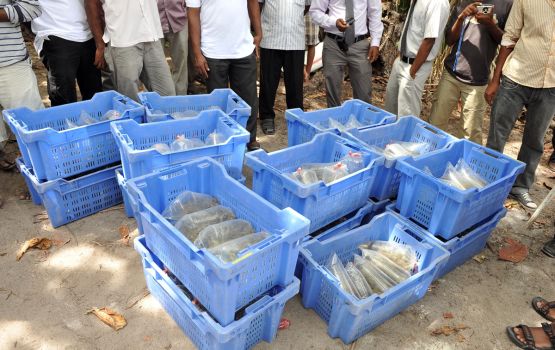 Neelamugai vikkan hulhuvaalee hiyaanaathuge massalaehgai himeney 2 million rufiyaage hufilandaa: Police 