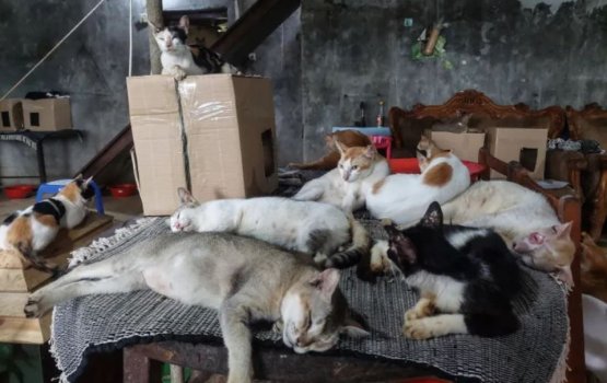 Police investigate the torture and killing of a cat in Hoarafushi