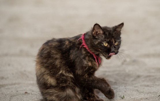 Animal torturers would face harsh punishments, warns Ministry