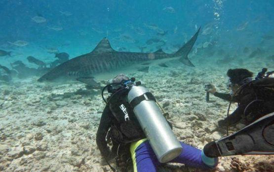 Feenan dhiya fathuruveri akah miyareh hamalaa dhee dhe fai zaham kollaifi