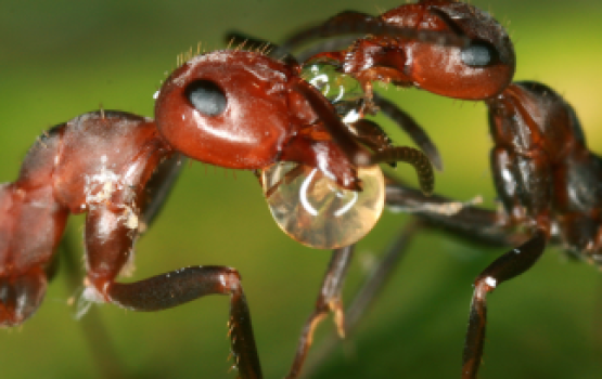 Hinithakuge aadheyaa hilaafu sikhee faruvaa: Amillaya operation koh fai buri kollaa!