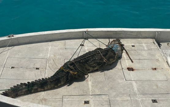 Lh. Atoll falhurashakun fenunu 5ft ge kinboo sifainnaa havaalukohfi