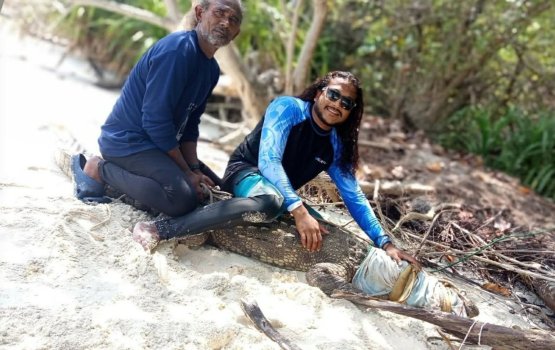 Locals catch 5 ft crocodile in Lhaviyani Atoll
