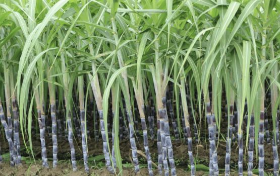 India in hakuru export kurun September ge niyalah huttuvaifi