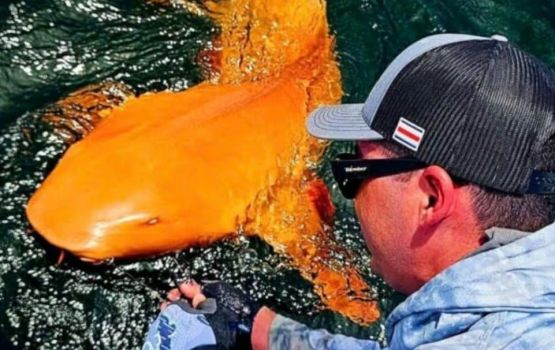 Furathama faharah 'full Orange' miyareh feni science verin hairaan vejje!