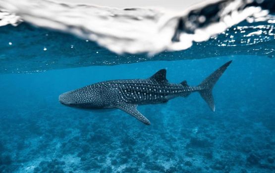 TTM awards 2026: Emme molhu dive resort ge magaamu Royal Island ah